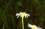 Early whitetop fleabane